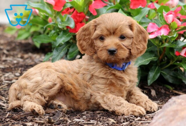 Cjay Cavapoo2 image