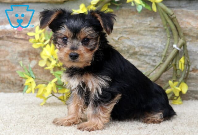 Black and tan Yorkshire Terrier (Yorkie) puppy sitting proudly on a soft cream rug, featuring a silky coat, alert ears, and bright, curious eyes, with cheerful yellow flowers and a rustic stone wall in the background. image