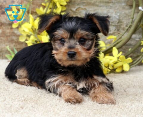 Cjay Yorkie2