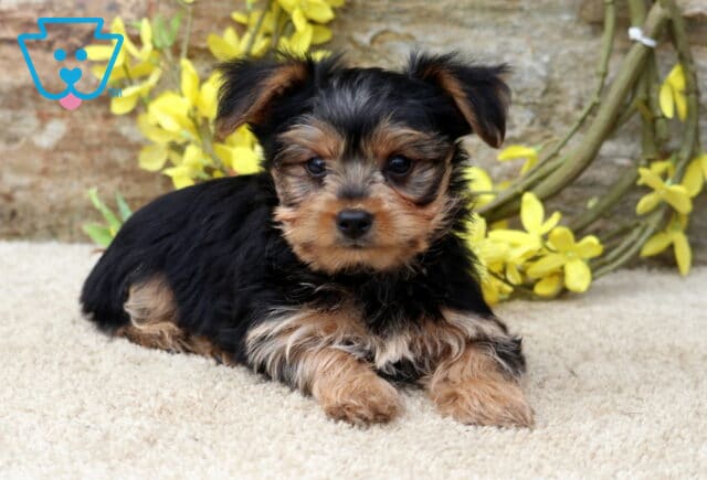 Adorable black and tan Yorkshire Terrier (Yorkie) puppy relaxing on a soft cream rug, showing off a fluffy coat, expressive face, and tiny paws, framed by bright yellow flowers and a natural stone backdrop. image