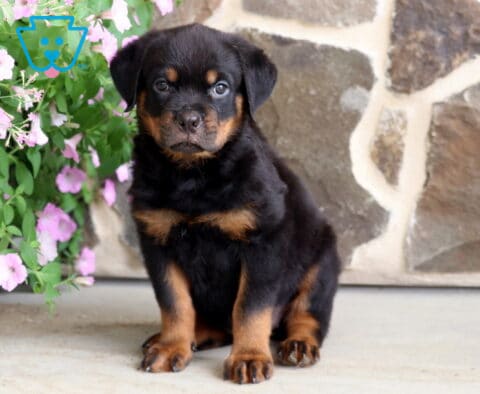 Adorable Rottweiler puppy with rich black and tan markings sitting attentively beside blooming pink flowers, posing in front of a rustic stone wall with a sweet, curious expression.