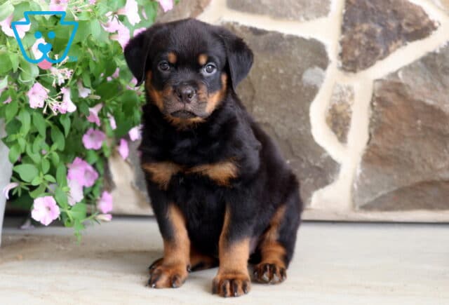 Adorable Rottweiler puppy with rich black and tan markings sitting attentively beside blooming pink flowers, posing in front of a rustic stone wall with a sweet, curious expression. image
