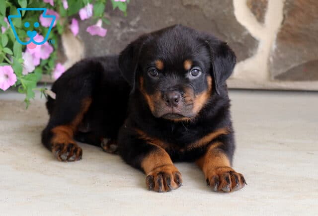 Sweet Rottweiler puppy with classic black and tan coloring lying down on a smooth patio, looking directly at the camera with bright eyes, framed by pink flowers and a natural stone wall. image