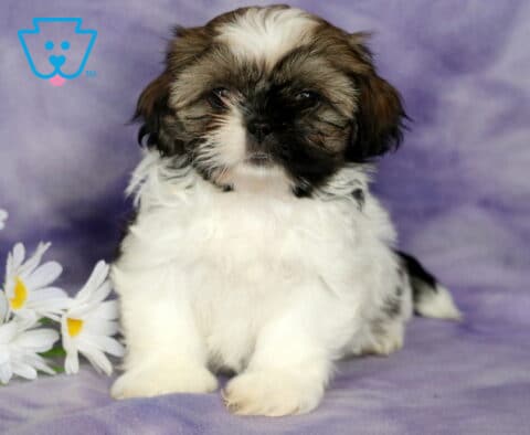 Clair Shih Tzu