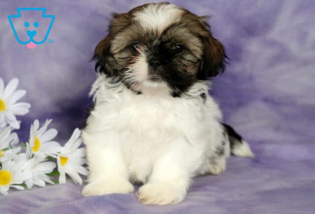 Clair Shih Tzu image