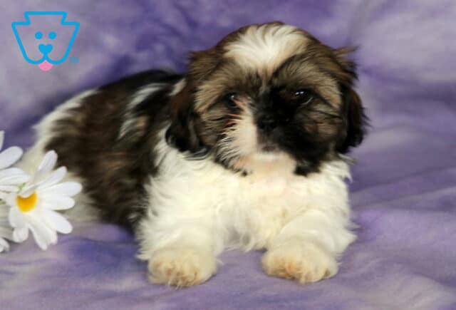 Clair Shih Tzu2 image