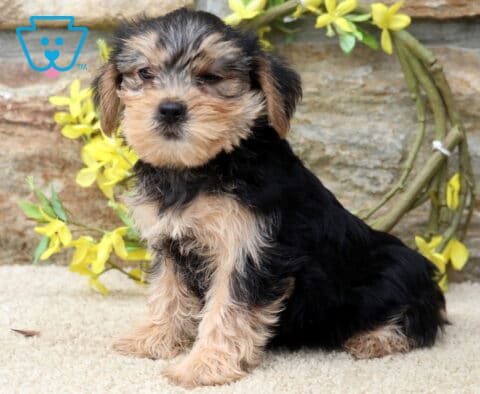 Clementine Yorkie