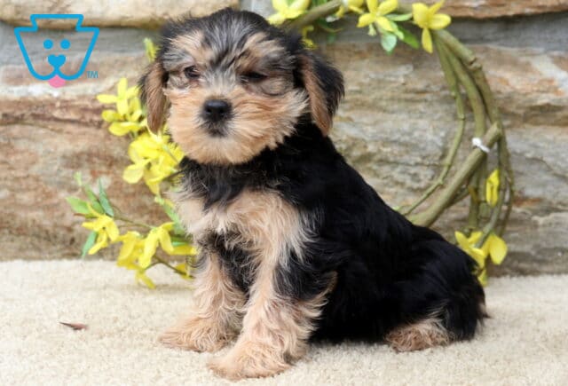 Black and tan Yorkshire Terrier (Yorkie) puppy sitting on a soft cream rug with a fluffy coat, sweet expression, and tiny button nose, framed by bright yellow flowers and a rustic stone backdrop. image