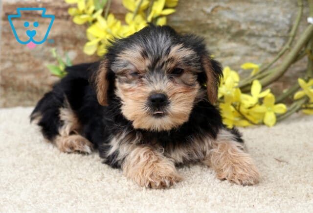 Adorable Yorkshire Terrier (Yorkie) puppy relaxing on a plush cream rug, featuring a fluffy black and tan coat, soft puppy eyes, and tiny paws, with vibrant yellow flowers and a rustic stone wall in the background. image