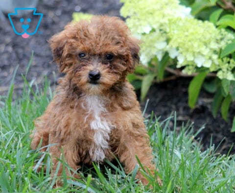 Coco Mini Goldendoodle