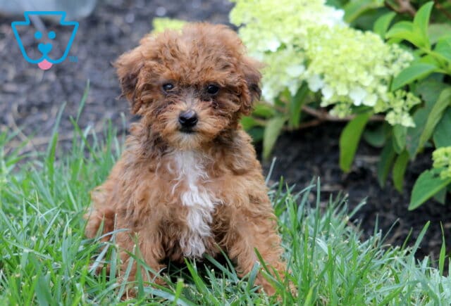 Curly apricot Mini Goldendoodle puppy with a bright white chest sitting in green grass, looking directly at the camera with sweet dark eyes, framed by blooming white hydrangeas and leafy garden plants in the background. image