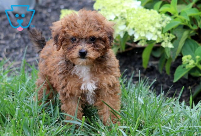 Fluffy apricot Mini Goldendoodle puppy with a white chest standing in lush green grass, gazing curiously toward the camera with soft dark eyes, surrounded by blooming white hydrangeas and vibrant garden greenery. image