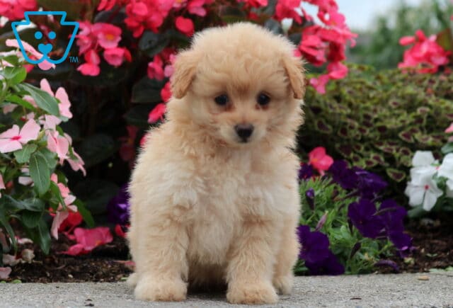 Coco Pomapoo image