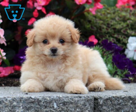 Coco Pomapoo2