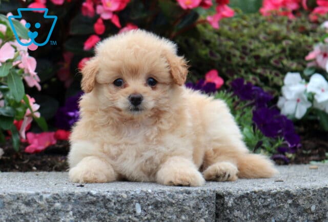 Coco Pomapoo2 image