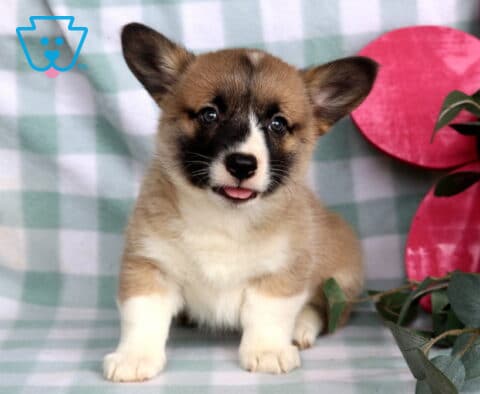 Coco Welsh Corgi
