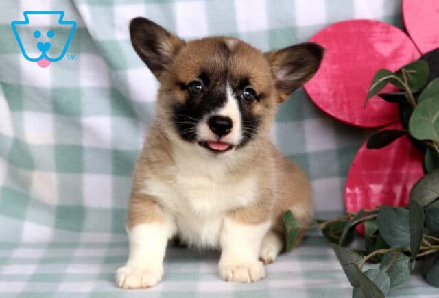 Coco Welsh Corgi image