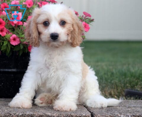 Cody Cavachon