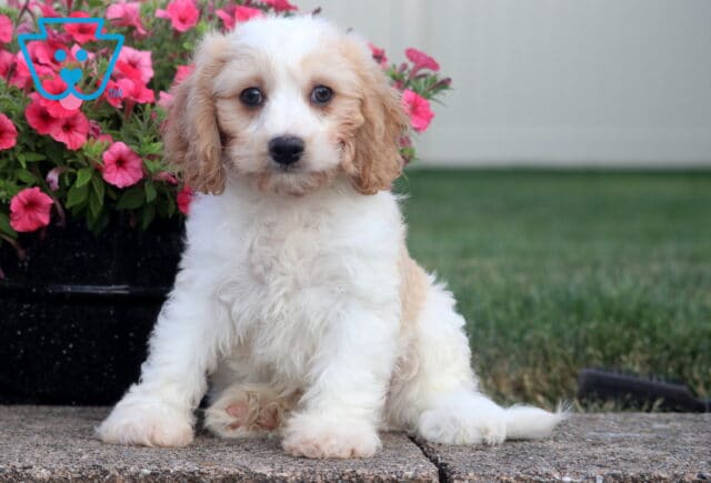 Cody Cavachon image