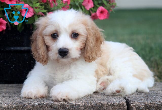 Cody Cavachon2 image