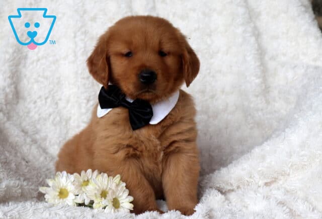 Cody Golden image