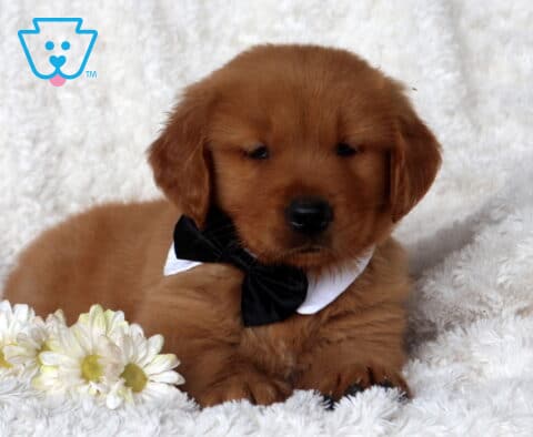 Cody Golden2