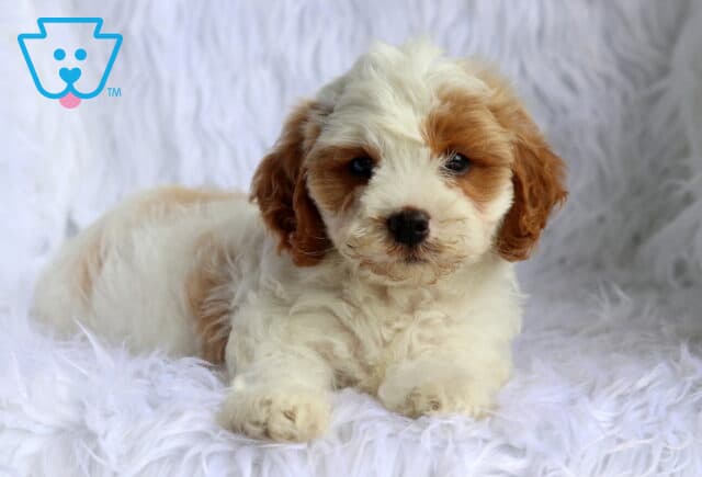 Adorable white and apricot Maltese mix puppy relaxing on a soft white faux fur blanket, featuring a fluffy wavy coat, floppy ears, and a sweet, gentle expression. image