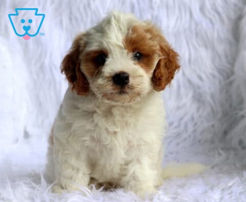 Fluffy white and apricot Maltese mix puppy sitting on a plush white faux fur blanket, showing off a soft curly coat, adorable floppy ears, and an alert, affectionate expression.