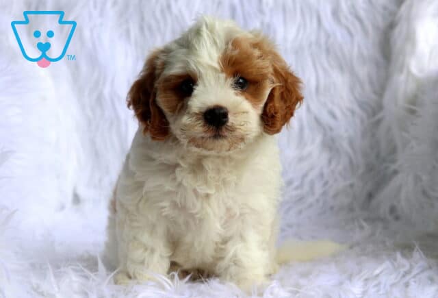 Fluffy white and apricot Maltese mix puppy sitting on a plush white faux fur blanket, showing off a soft curly coat, adorable floppy ears, and an alert, affectionate expression. image
