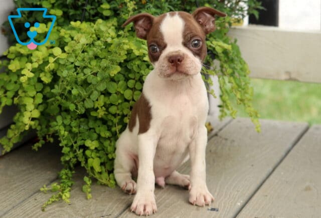 Chocolate and white Boston Terrier puppy sitting on a wooden porch, showing off bright round eyes and classic markings beside a lush green potted plant. image