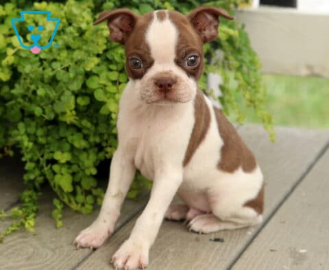 Chocolate and white Boston Terrier puppy posing on a porch floor, featuring alert ears, expressive eyes, and distinctive patch markings with cascading green foliage in the background.
