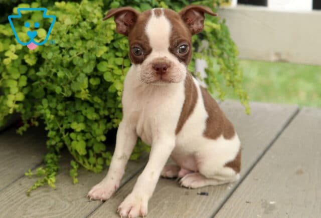 Chocolate and white Boston Terrier puppy posing on a porch floor, featuring alert ears, expressive eyes, and distinctive patch markings with cascading green foliage in the background. image