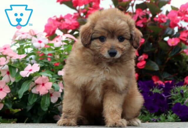 Comet Pomapoo image