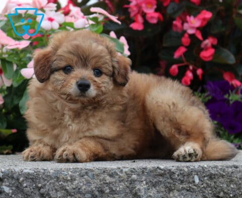 Comet Pomapoo2