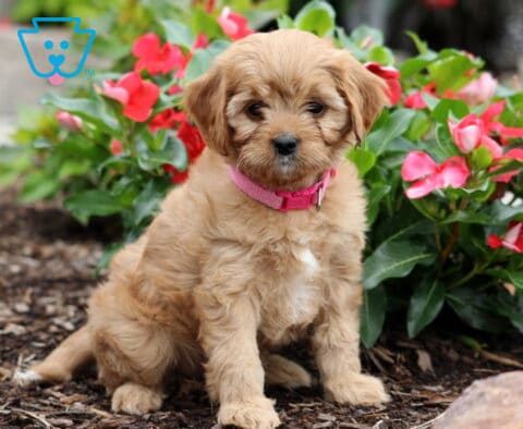 Cookie Cavapoo