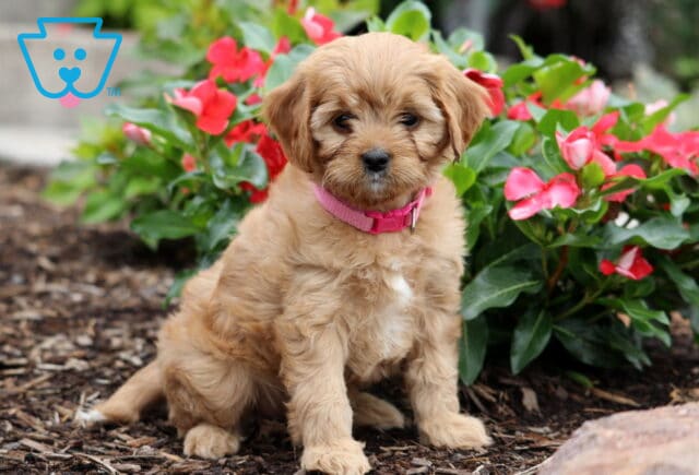Cookie Cavapoo image
