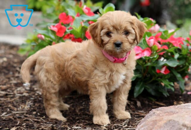 Cookie Cavapoo2 image