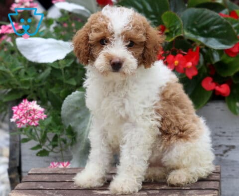 Cookie Mini Poodle
