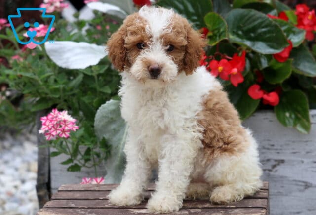 White and apricot Mini Poodle puppy with a fluffy curly coat sitting on a rustic wooden bench, featuring a white blaze down its face and surrounded by vibrant pink and red flowers in a colorful garden setting. image