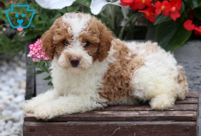 Apricot and white Mini Poodle puppy with a soft curly coat relaxing on a rustic wooden bench, showcasing a fluffy white chest and face while surrounded by colorful blooming flowers in a charming garden backdrop. image