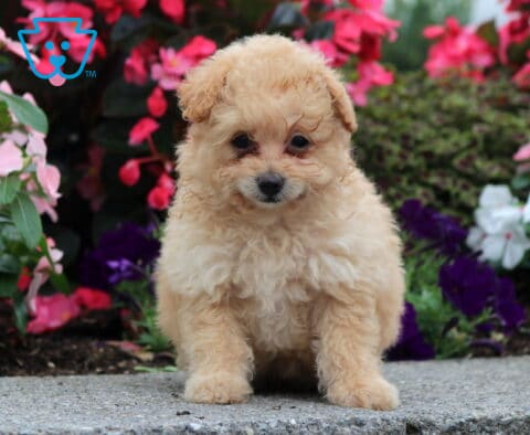 Cookie Pomapoo