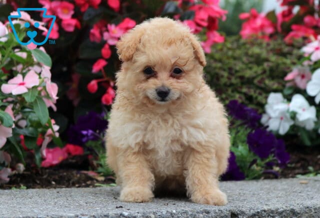 Cookie Pomapoo image