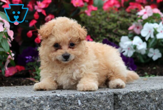 Cookie Pomapoo2 image