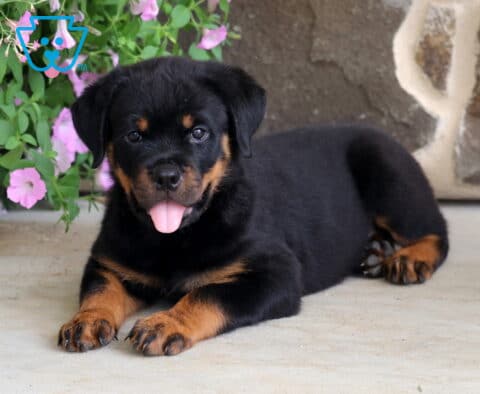 Happy Rottweiler puppy with classic black and tan markings lying comfortably on a patio, panting with its tongue out beside bright pink flowers and a rustic stone wall backdrop.