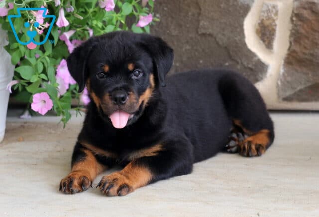 Happy Rottweiler puppy with classic black and tan markings lying comfortably on a patio, panting with its tongue out beside bright pink flowers and a rustic stone wall backdrop. image