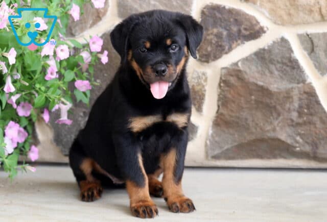 Smiling Rottweiler puppy with sleek black and tan markings sitting on a patio with its tongue out, posing beside blooming pink flowers against a rustic stone wall for a cheerful outdoor portrait. image