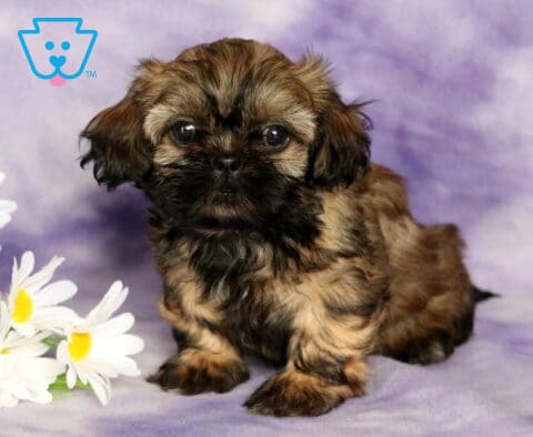 Cookie Shih Tzu