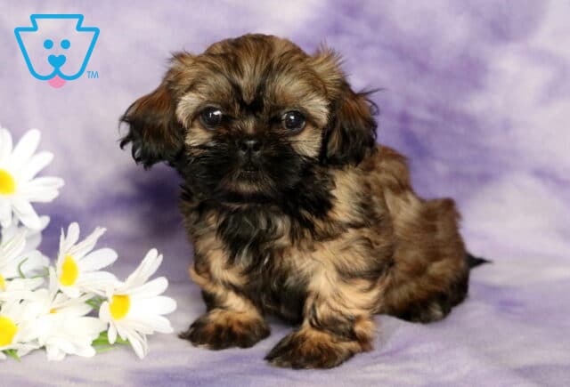 Cookie Shih Tzu image