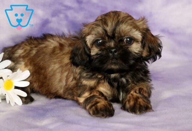 Cookie Shih Tzu2 image