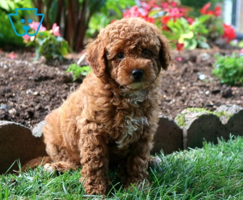 Cookie Toy Goldendoodle